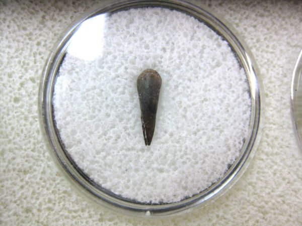 Genuine Fossil Trimerorhacis Amphibian Bone from Oklahoma for Sale #4