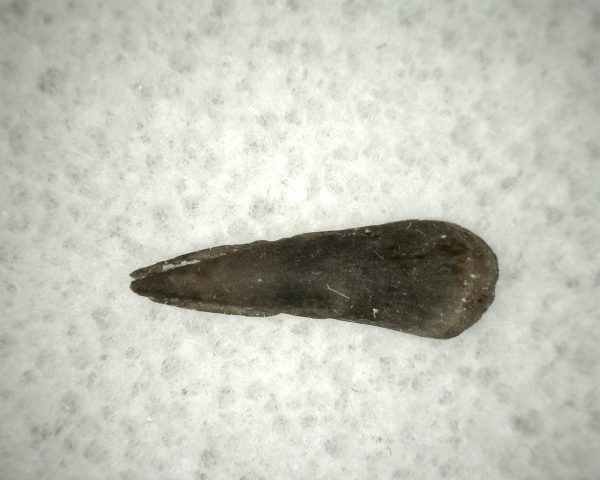 Genuine Fossil Trimerorhacis Amphibian Bone from Oklahoma for Sale #4a