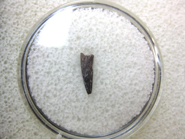 Genuine Fossil Trimerorhacis Amphibian Bone from Oklahoma for Sale #6