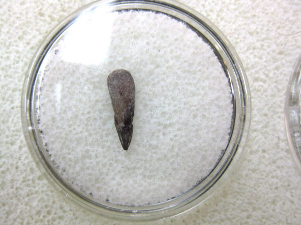 Genuine Fossil Trimerorhacis Amphibian Bone from Oklahoma for Sale #7