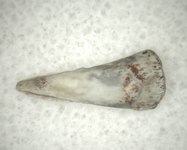 Genuine Fossil Trimerorhacis Amphibian Bone from Oklahoma for Sale #9a