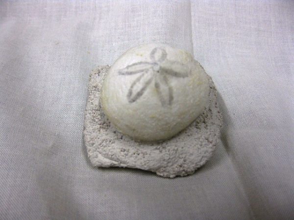 Genuine Oligocene Age Rhyncholampas Echinoid Fossils for Sale from Florida #1