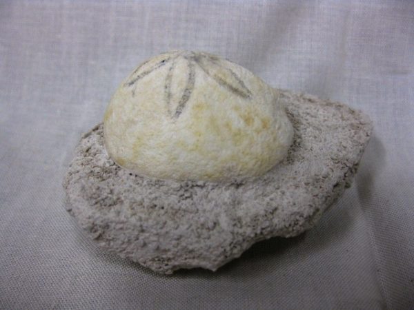 Genuine Oligocene Age Rhyncholampas Echinoid Fossils for Sale from Florida #2a