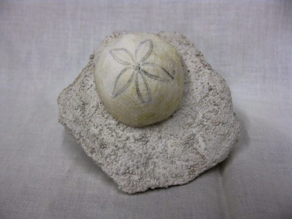 Genuine Oligocene Age Rhyncholampas Echinoid Fossils for Sale from Florida #5