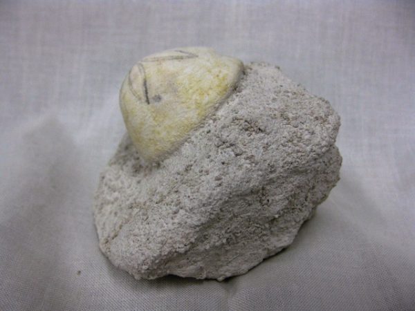 Genuine Oligocene Age Rhyncholampas Echinoid Fossils for Sale from Florida #5a