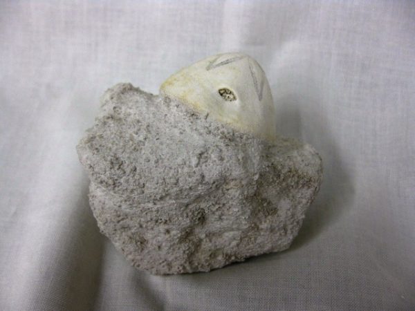 Genuine Oligocene Age Rhyncholampas Echinoid Fossils for Sale from Florida #5b