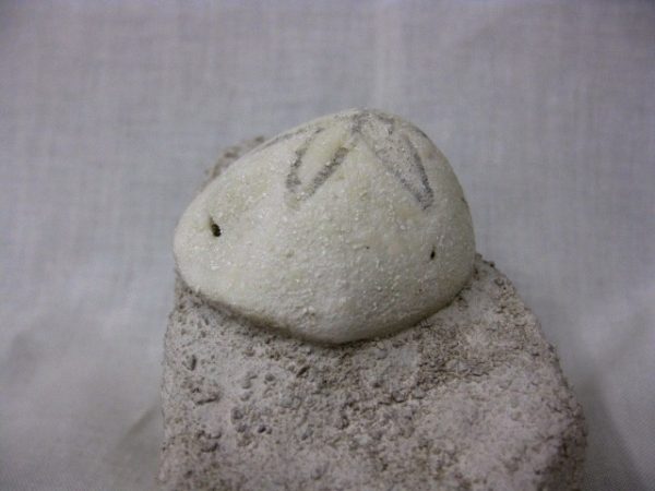 Genuine Oligocene Age Rhyncholampas Echinoid Fossils for Sale from Florida #6a