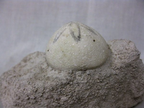 Genuine Oligocene Age Rhyncholampas Echinoid Fossils for Sale from Florida #6b