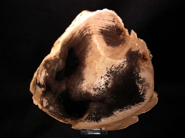 Sweet Home Oregon Petrified Wood  #3