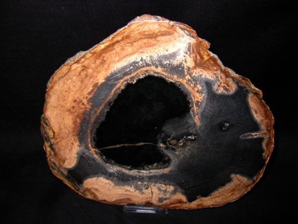 Sweet Home Oregon Petrified Wood  #4