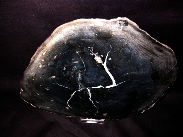 Sweet Home Oregon Petrified Wood  #9