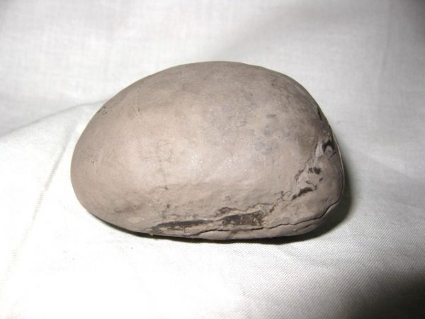 Genuine Oligocene Age Coeloma Denmark Crab Fossil for Sale #4a