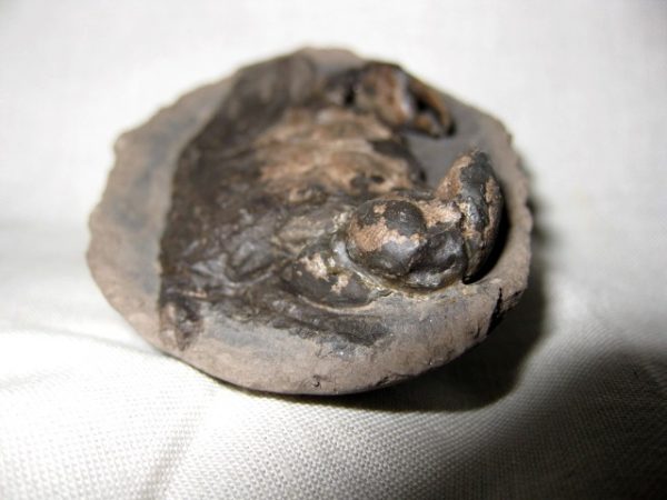 Genuine Oligocene Age Coeloma Denmark Crab Fossil for Sale #4e