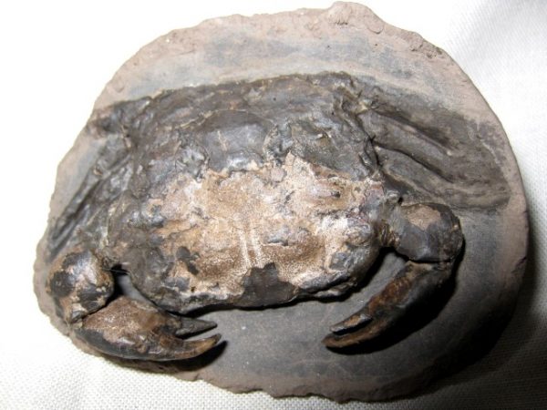 Genuine Oligocene Age Coeloma Denmark Crab Fossil for Sale #4f