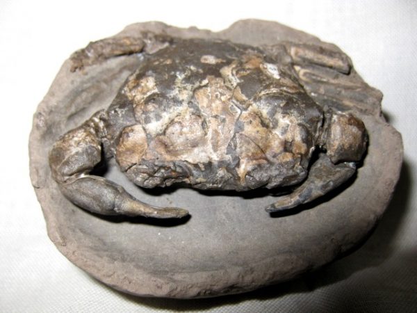 Genuine Oligocene Age Coeloma Denmark Crab Fossil for Sale #6c