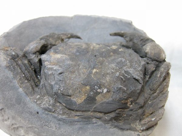 Genuine Oligocene Age Denmark Crab Fossil for Sale #19d