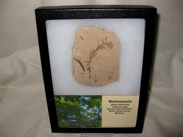 Metasequoia Leaf - Large Plate #3