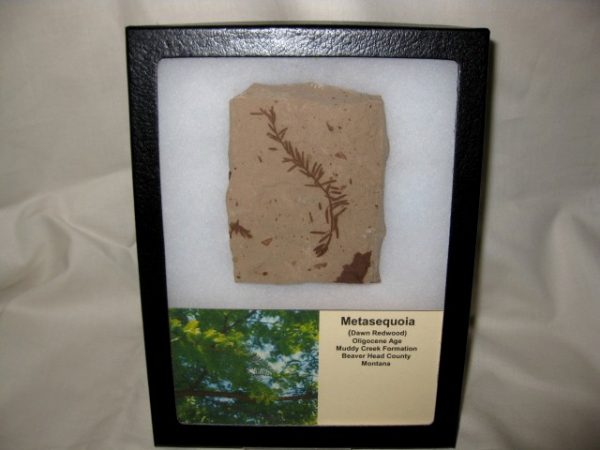 Metasequoia Leaf - Large Plate #5