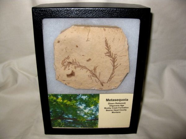 Metasequoia Leaf - Large Plate #7