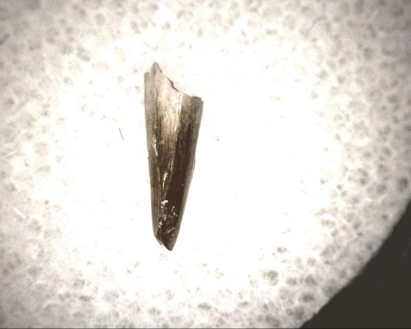 Hesperocyon gregarius Canid Tooth #3 - Image 4