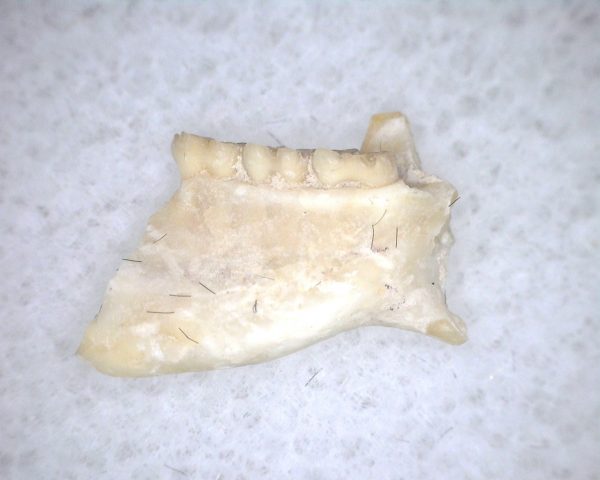 Eumys elegans Rodent Jaw Section #10 - Image 3