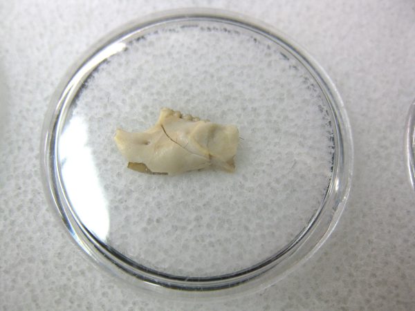 Eumys elegans Rodent Jaw Section #2