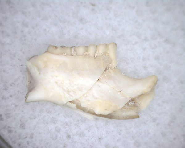 Eumys elegans Rodent Jaw Section #2 - Image 2