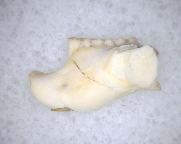 Eumys elegans Rodent Jaw Section #2 - Image 3