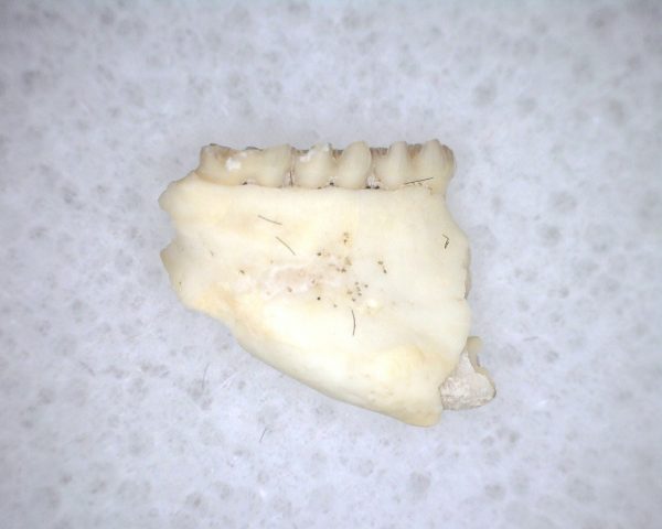 Eumys elegans Rodent Jaw Section #3 - Image 3