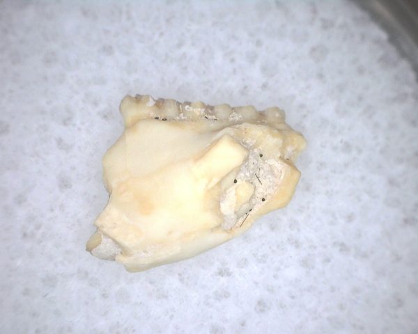 Eumys elegans Rodent Jaw Section #3 - Image 2