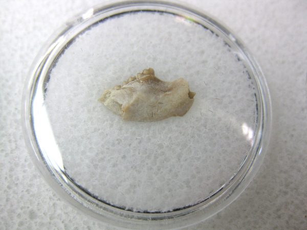 Eumys elegans Rodent Jaw Section #4