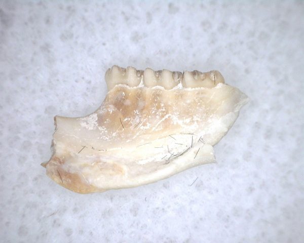 Eumys elegans Rodent Jaw Section #4 - Image 3