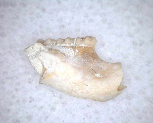 Eumys elegans Rodent Jaw Section #4 - Image 2