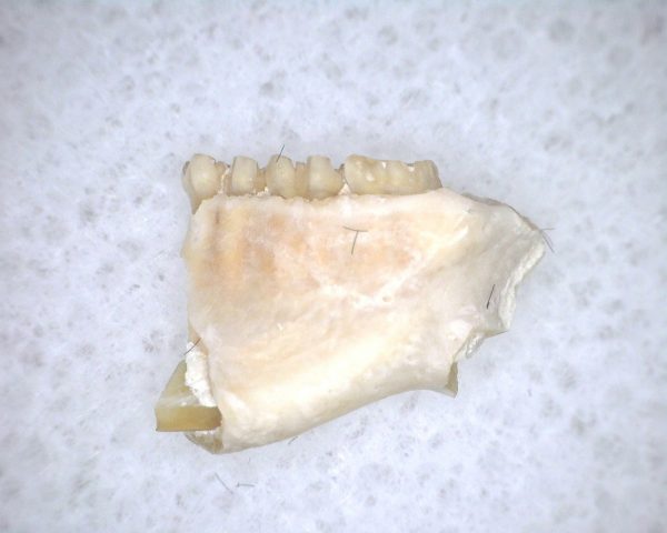 Eumys elegans Rodent Jaw Section #5 - Image 3