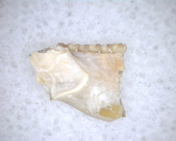 Eumys elegans Rodent Jaw Section #5 - Image 2