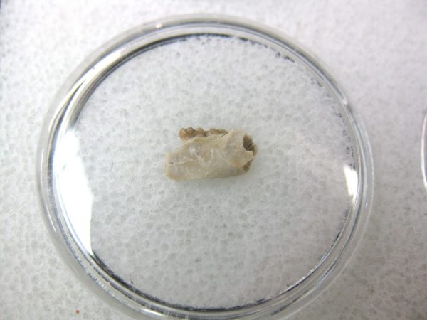 Eumys elegans Rodent Jaw Section #6