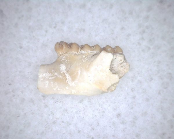 Eumys elegans Rodent Jaw Section #6 - Image 2