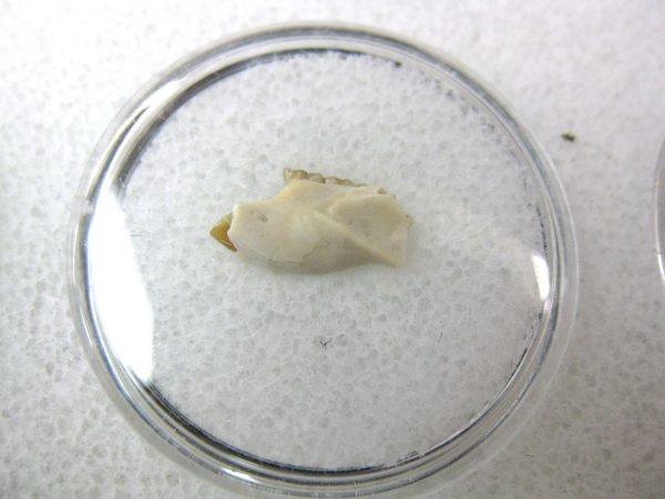 Eumys elegans Rodent Jaw Section #7