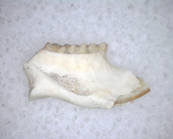 Eumys elegans Rodent Jaw Section #7 - Image 3