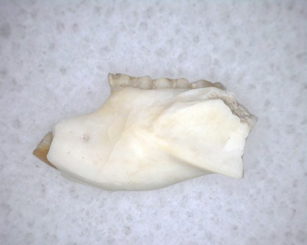 Eumys elegans Rodent Jaw Section #7 - Image 2