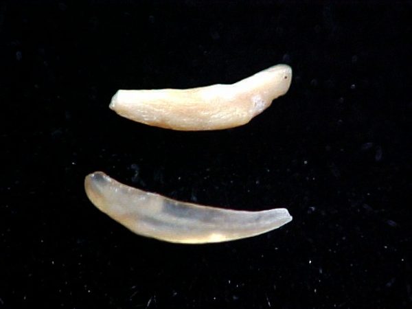 Peratherium Insectivore Tooth #1 - Image 2