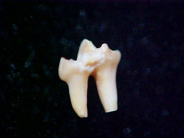 Peratherium Insectivore Tooth #4 - Image 2