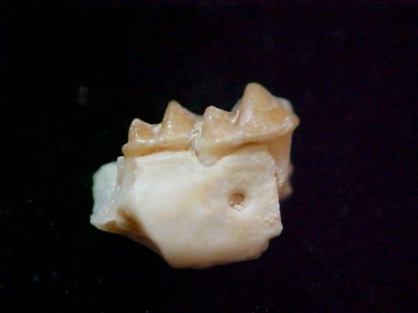 Peratherium Insectivore Jaw #5 - Image 2