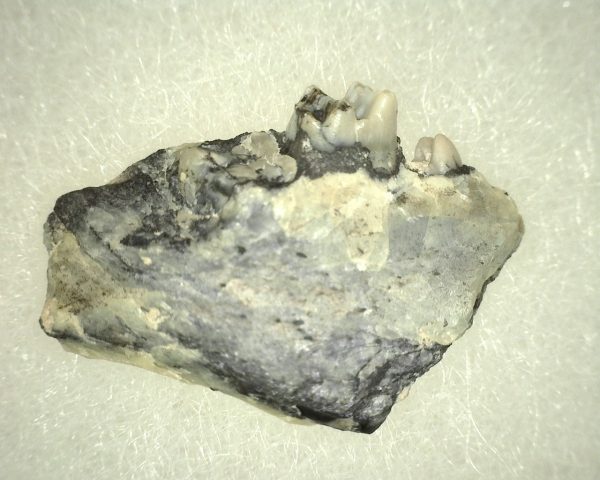 Genuine Oligocene Age Ischyromys Rodent Jaw Section For Sale #6a