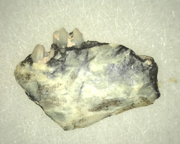 Genuine Oligocene Age Ischyromys Rodent Jaw Section For Sale #6b