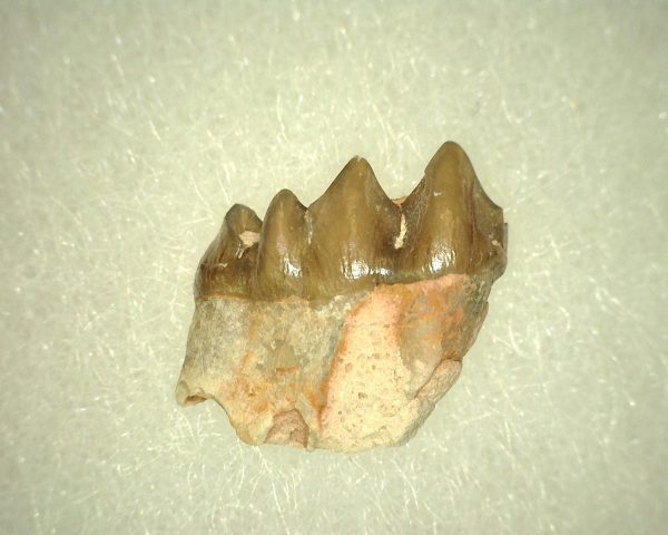 Oligocene Leptomeryx Deer Jaw #10 - Image 2