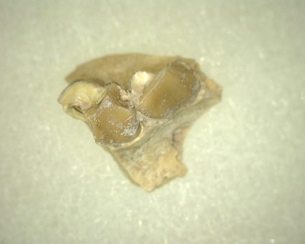 Oligocene Leptomeryx Deer Jaw #11 - Image 2