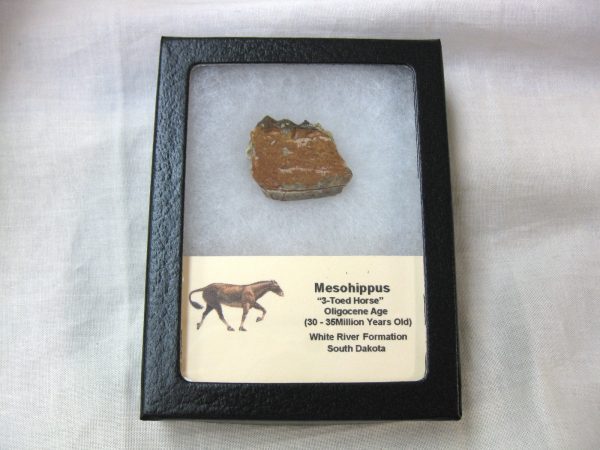 Mesohippus 3-Toed Horse Jaw #10