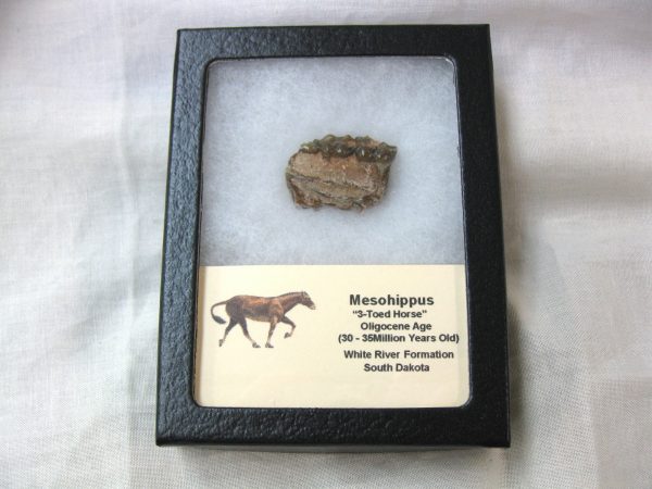 Mesohippus 3-Toed Horse Jaw #15