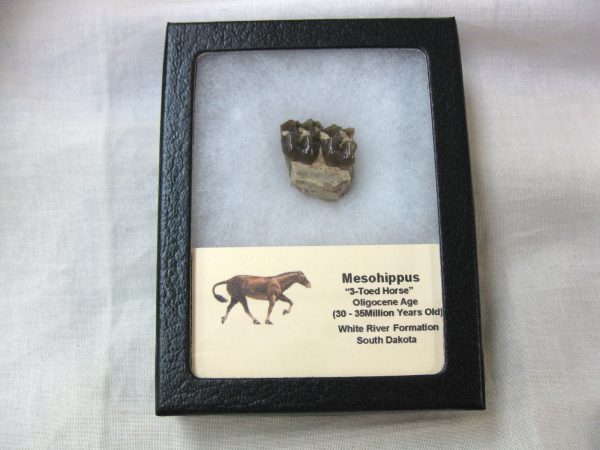 Mesohippus 3-Toed Horse Jaw #8